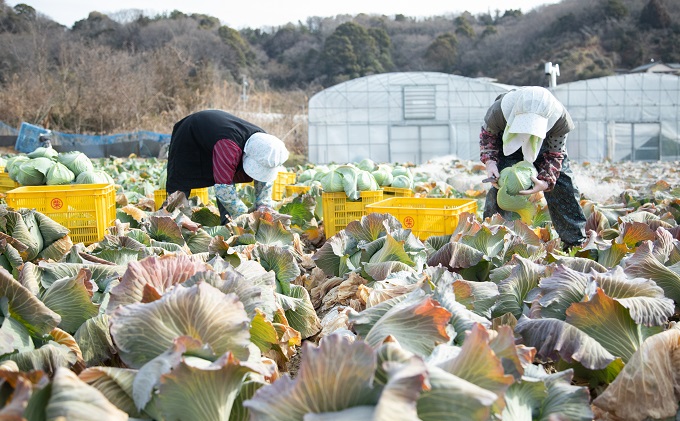 瀬戸内 牛窓産 キャベツ 約10kg（4～8玉） 野菜