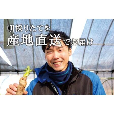 ふるさと納税 [宮城県角田市産]産地直送 朝採れ山菜　タラの芽　500g 宮城県角田市