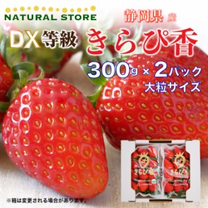 [予約 2024年2月11日-2月14日の納品] バレンタイン きらぴ香 化粧箱 大粒 DX 約300g×2 静岡県産 苺 いちご 等級G or DX