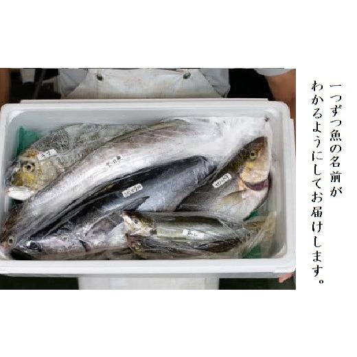 ふるさと納税 鹿児島県 肝付町 C09001 地魚詰め合わせセット(約6〜8人分) 