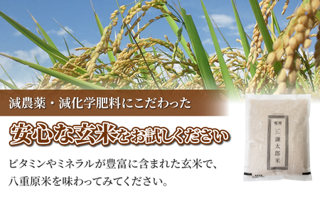 八重原産特別栽培米（減農薬・減化学肥料栽培）コシヒカリ玄米1.2kg