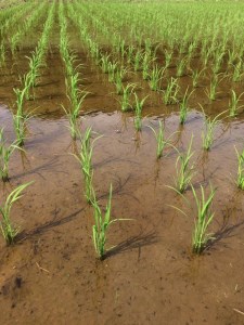 博多地産地消×AND THE SOIL.　特選夢つくし胚芽米12kg