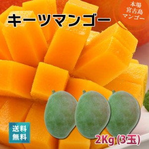 キーツマンゴー2kg（3玉）沖縄 宮古島産　マンゴーの収穫量日本一の宮古島より直送 8月上旬より順次発送