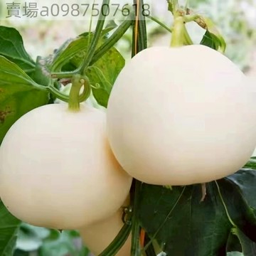 現貨 白沙蜜甜瓜（20粒）優質精裝 包對版 發芽率95%以上 新手易種 室內外陽台庭院盆栽花卉種子