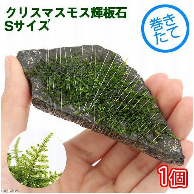水草 巻きたて クリスマスモス 輝板石 ｓサイズ 約１０ｃｍ 無農薬 １個 北海道航空便要保温 通販 Lineポイント最大0 5 Get Lineショッピング