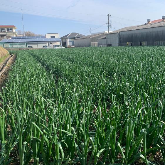 野菜 玉ねぎ 訳有り白剥き5kgお買い得淡路島玉ねぎ白剥き 産地直送