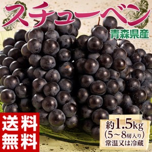 黒ぶどう 『スチューベン』青森県産　約1.5kg（5～8房 ）※常温又は冷蔵 送料無料