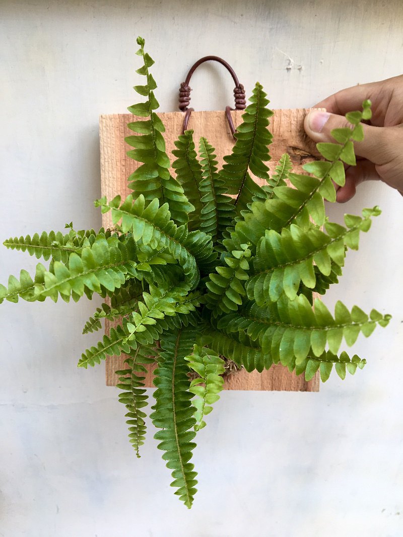 【波士頓蕨】植物上板 生日禮物 觀葉植物 室內植物