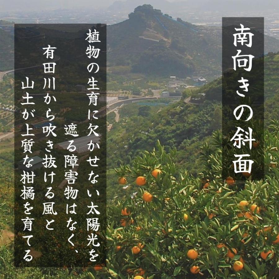 古豪の産地 田口の不知火 (しらぬい) 7玉 木箱入 特選品 贈答用 数量限定 和歌山県産 産地直送 