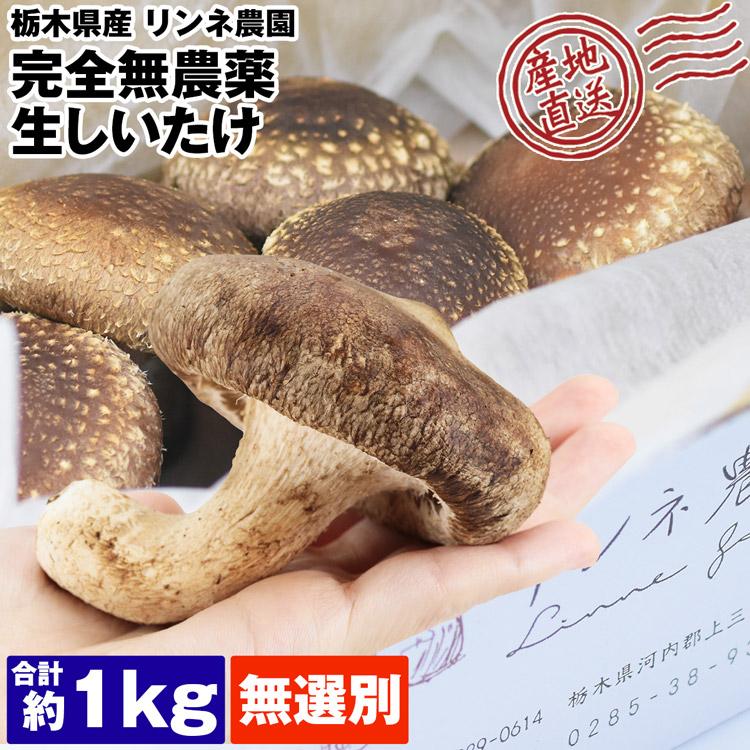 椎茸 無農薬 栃木県産 1kg 無選別 生しいたけ 菌床栽培 室内栽培 ご家庭用 国産 不揃い シイタケ リンネ農園 産地直送 産直 冷蔵便 同梱不可 指定日不可