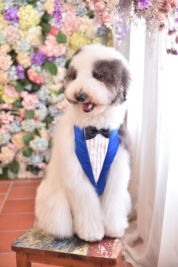 Angel Nina 寵物 圍兜 領巾 脖圍 西裝