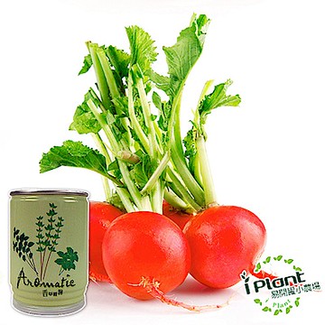 iPlant易開罐盆栽開心農場-櫻桃蘿蔔