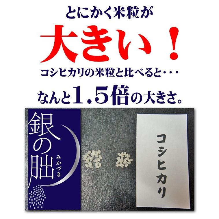 新米 銀の朏 岐阜県飛騨 いのちの壱 1kg 特別栽培米 ぎんのみかづき