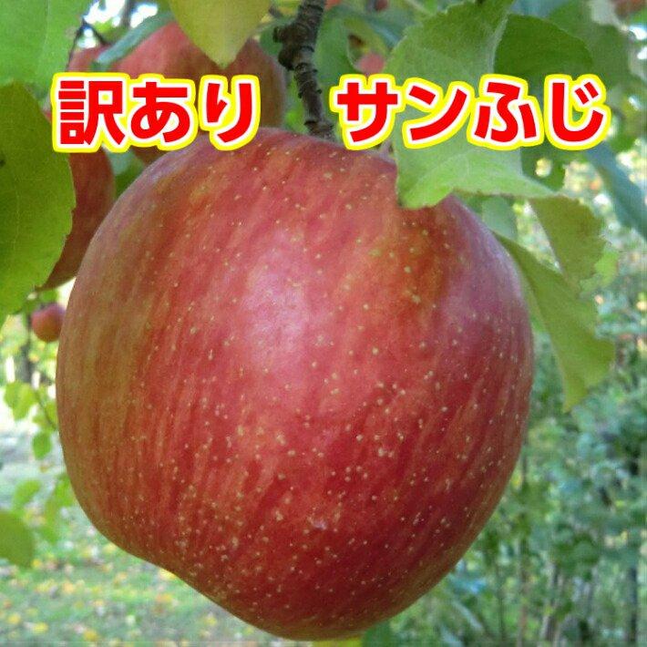 りんご サンふじ 訳あり 5Kg 送料無料 長野 減農薬 有機肥料栽培 葉取らず栽培 りんご 産地直送 甘い おいしい