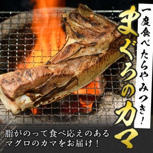 マグロのカマ (計約2kg・400g×5P) 冷凍 マグロ メバチマグロ キハダマグロ カマ 塩焼き 酒蒸し 煮つけ バーベキュー 魚 海鮮 小分け 大分県 佐伯市