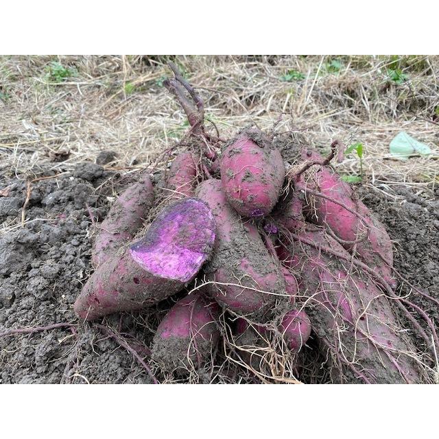 有機栽培  EM農法 わけあり 紫いも（さつまいも）１袋5kg サツマイモ