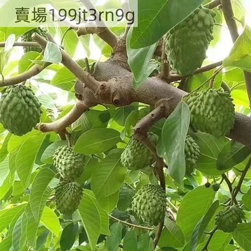 🥝釋迦果樹種子（25粒）當年新種  正宗臺灣番荔枝種子 賴球果 佛頭果 果樹種子 應季水果 陽台庭院水果種植種籽