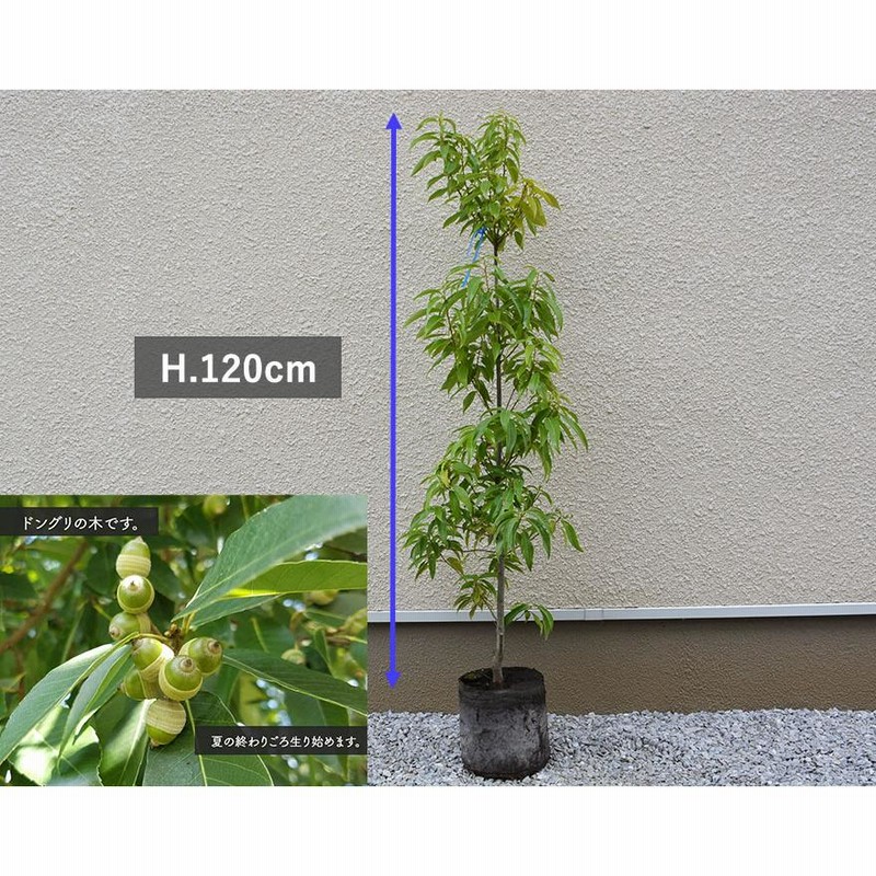 シラカシ 約120cm 常緑 植木 庭木 シンボルツリー 白樫 カシの木 どんぐり 庭植え 目隠し ガーデニング 植物 生垣 ホワイトオーク |  LINEブランドカタログ