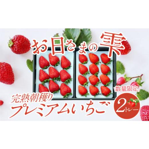 ふるさと納税 滋賀県 守山市 数量限定！お日さまの雫  完熟朝穫りプレミアムいちご　２トレー