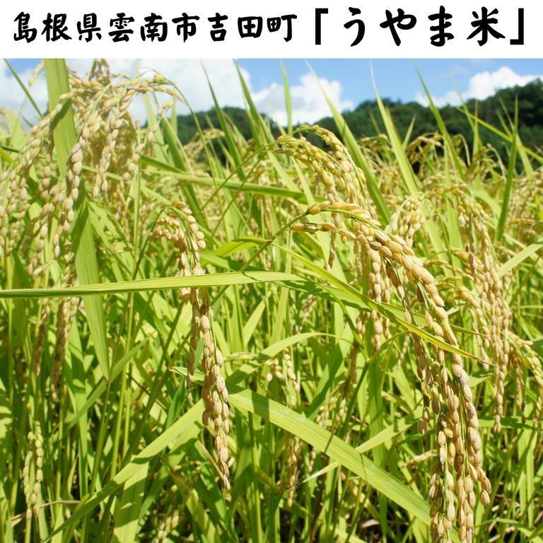 新米令和5年産 島根県吉田町『うやま米』コシヒカリ玄米30kg