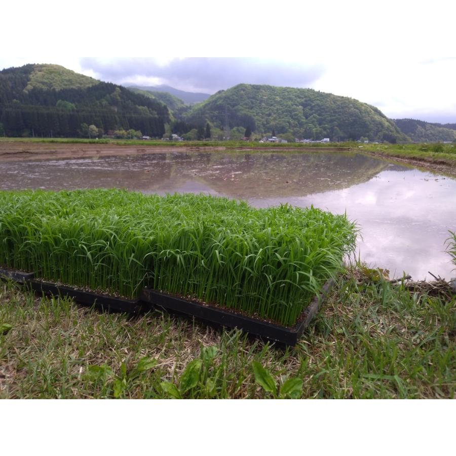 令和５年度産・秋田県産あきたこまち5kg