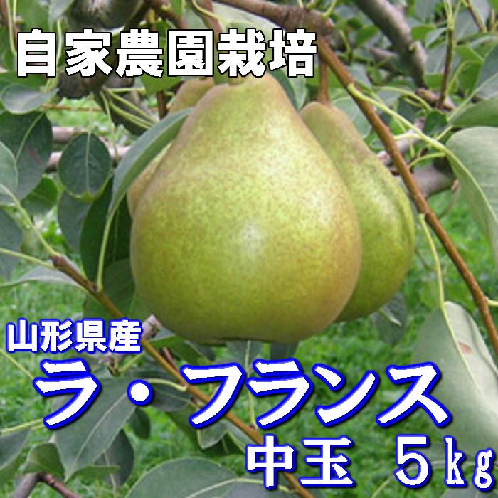 ラ・フランス 山形県産 贈答用 御歳暮 ５kg 中玉 2L〜3L 16玉〜18玉入り ラフランス らふらんす 洋梨 洋なし フルーツ 果物 山形 贈答品 ギフト 贈り物 予約商品