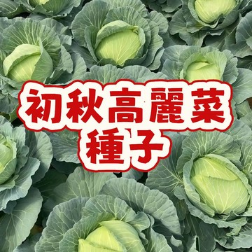 初秋高麗菜種子 台灣平地快菜苗 耐熱早生品種 秋播蔬菜籽 家庭陽台盆栽 結球甘藍 自種免農藥 葉菜類栽培包