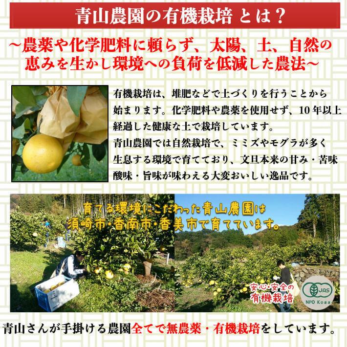 ＼2月中旬発送予約／ 無農薬 土佐文旦 有機肥料 家庭用 5kg 高知県産 2L-L 混合 糖度13度