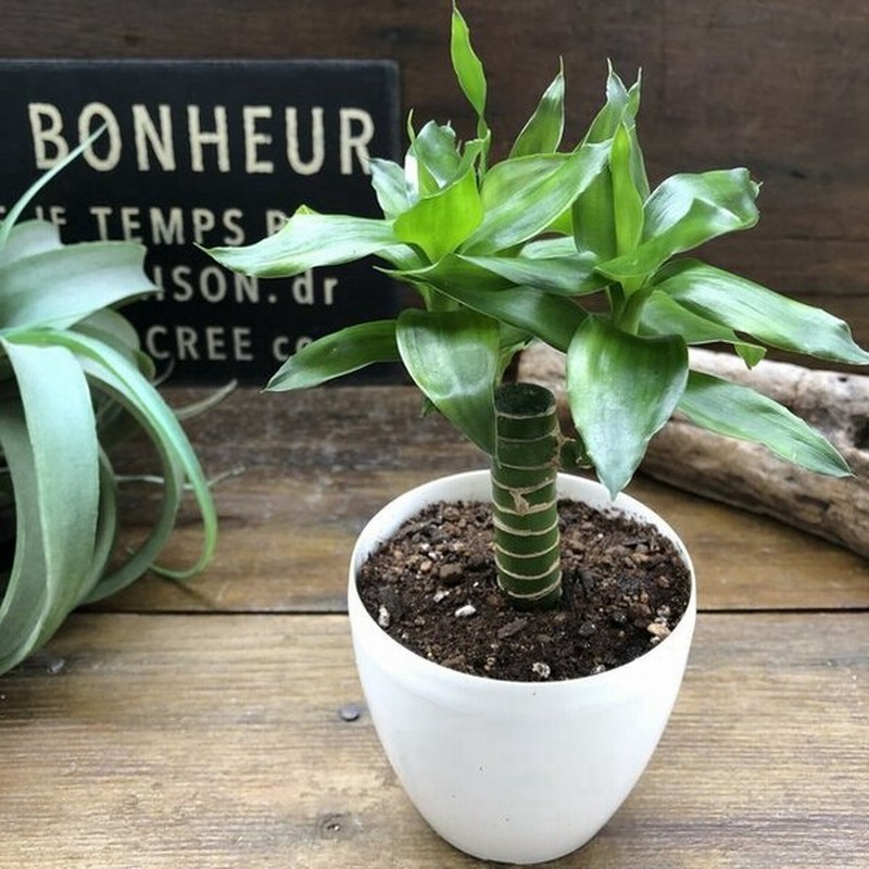 キングバンブー 縁起の良い植物 開運 風水 観葉植物 通販 Lineポイント最大get Lineショッピング
