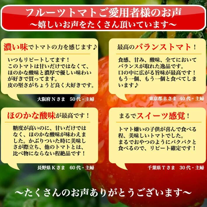 ＼12月中旬発送予約／ トマト フルーツトマト 高知県産 高濃度 ミニトマト 約2kg 高級 訳あり ギフト