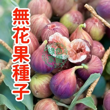 💥蝦皮熱銷💥【無花果種子】特大無花果種子 多種無花果種子 豐產高甜度高 水果超甜 耐寒耐旱易養活 盆栽水果