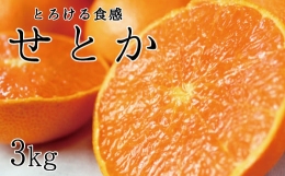 とろける食感！ジューシー柑橘　せとか　約3kg※2024年2月下旬頃〜3月上旬頃発送(お届け日指定不可)