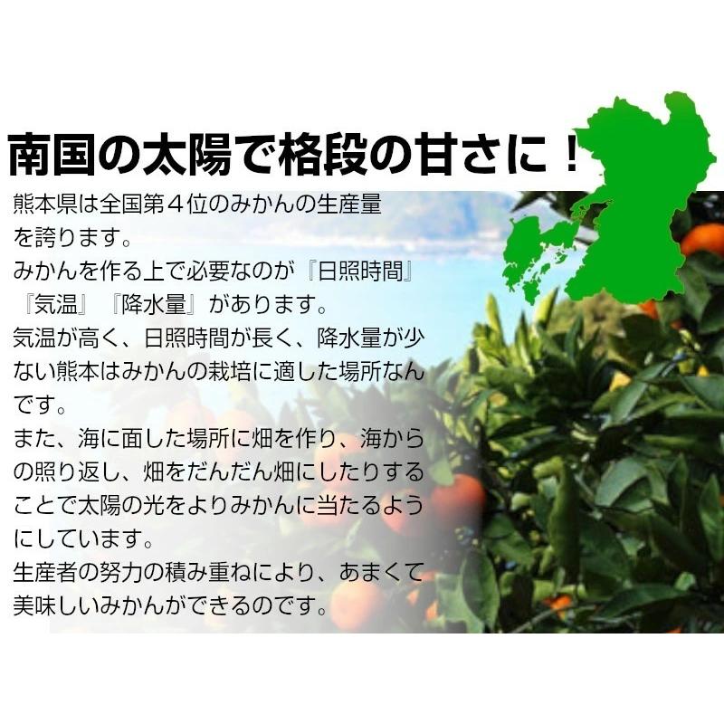 熊本産　みかん5kg 小粒ちゃん 送料無料 お取り寄せ ご家庭用 みかん