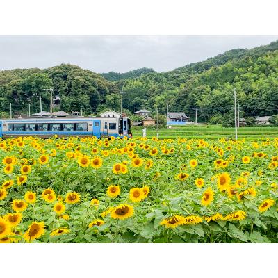 ふるさと納税 まんのう町 ひまわり牛ロースステーキ　150g×4枚