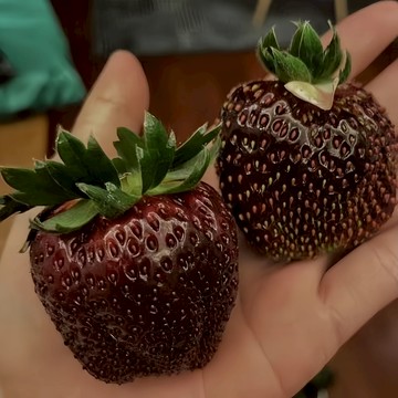 【台灣現貨】日本真紅美玲草莓種子｜巨大深紅 甜味爆擊｜陽台盆栽庭院可種 香甜可口 新手易種 易爆盆#水果種籽