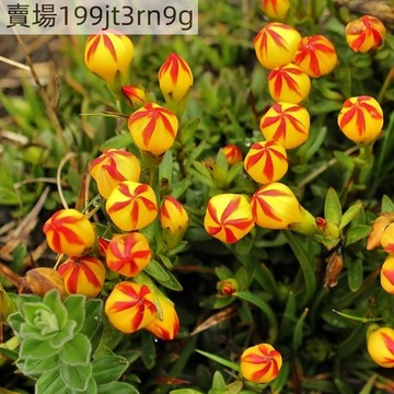 現貨🌷【魔球草種子】🌷（250粒）四季種植 懶人四季盆栽花卉種子  稀有魔球草 桌面盆栽觀賞花卉 濃香花卉種子