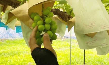 山梨県都留市産 朝採れ シャインマスカット ２~3房（約1.0kg）