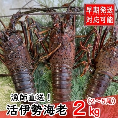 活伊勢海老2kg