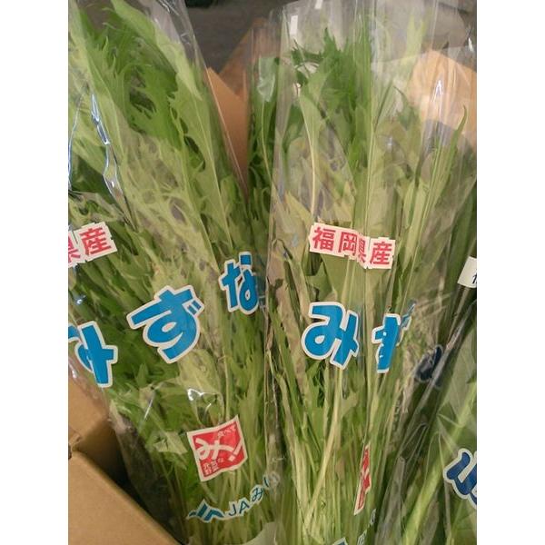 九州産　ほうれん草・小松菜・水菜　葉物野菜　3品目　詰合せセット