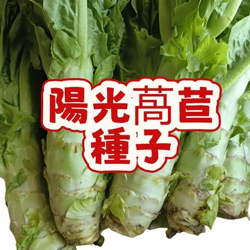 台灣陽光萵苣種子 台灣四季可種 大陸A菜 妹仔菜種子 生菜 春菜 本島萵苣 鵝仔菜 種籽 家庭菜園 陽台盆栽 易種植