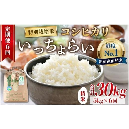 ふるさと納税 福井県 あわら市 《定期便6回》特別栽培米 いっちょらい 精米 5kg（計30kg）／ 福井県産 ブランド米 コシヒカリ ご飯 白米 新鮮 大…