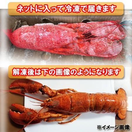 オマール海老 送料無料 オマール海老 ボイル 2尾 1尾 400g〜450g×2 オマールエビ 冷凍 魚介類 海産物 エビ オマール ロブスター