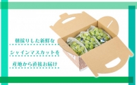 [厳選・産直]有田巨峰村の朝採りシャインマスカット　約1.4kg★2024年8月下旬頃より順次発送