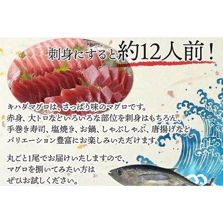 ふるさと納税 008-57 鹿児島近海キハダマグロ1尾 鹿児島県南九州市