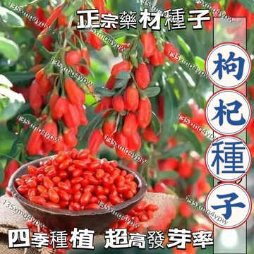 現貨【枸杞種子】（250粒）四季種植 正宗藥材種子 陽台庭院盆栽菜園後期種子四季播種  農家田園藥材枸杞種子 包發芽