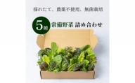 天神産「採れたて、無農不使用、無菌栽培」常備野菜5種詰め合わせ