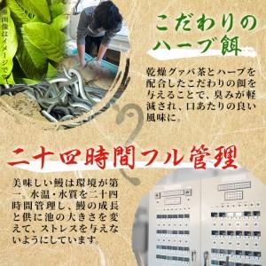 ふるさと納税 鹿児島県産 伊崎田のうなぎ蒲焼 特大＜190g以上＞× 5尾(計950g以上) c5-001 鹿児島県志布志市