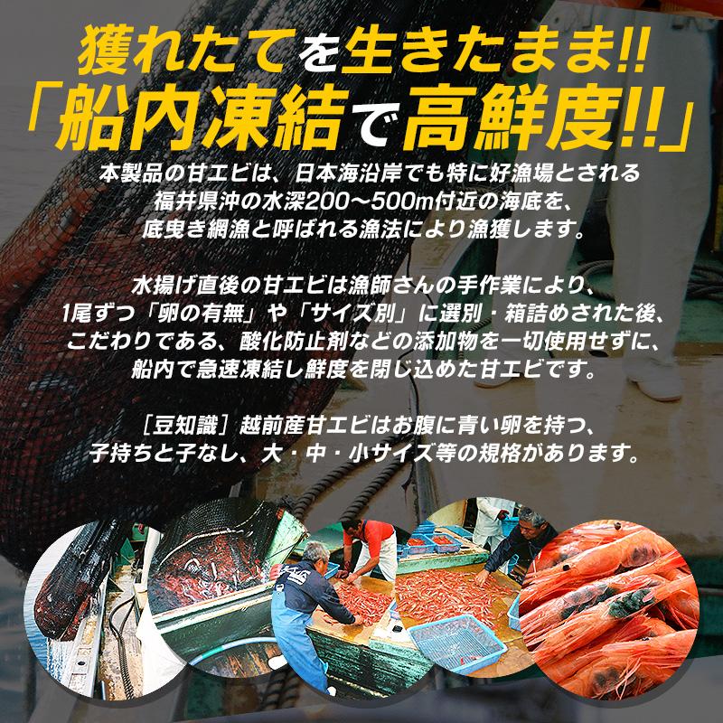 甘エビ 甘えび 子なし 小 刺身 1kg 500g×2箱 約80〜100尾 冷凍 越前甘エビ 福井県 お歳暮 ギフト