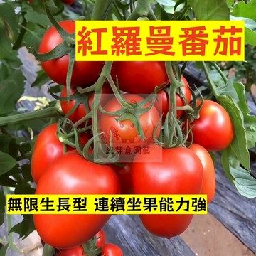 🌱早熟高產（紅羅曼番茄種子FQ-63）產量極高  口感好 高產 抗病性强 易生長  抗病抗旱易種植 高產爬藤蔬菜種子