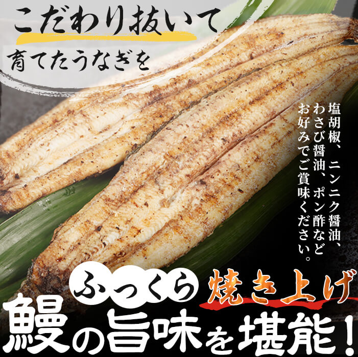 鹿児島県産 伊崎田のうなぎ白焼き ＜120g以上＞× 2尾(計240g以上) a4-022